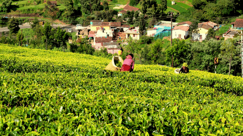 Workers picking tea leaves from a tea plantation with many houses seen in the background.