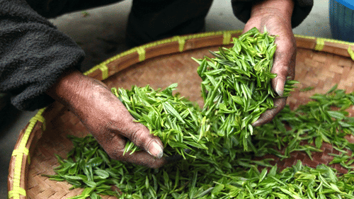 A close up shot of a worker sorting out the tea leaves from a wicker basket.