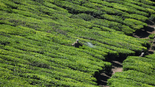 A worker spraying water through pipe to the tea shrubs as seen from afar.