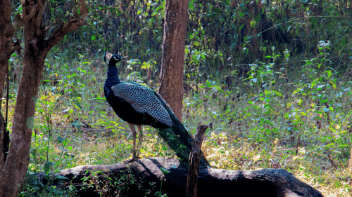 A peacock on a tree.