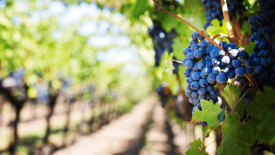 grapes-vineyard-vine-purple-grapes-39511