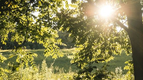 a picture of lush green vegetation and their reflection on the water body along with the sun rays seeping through the canopy.