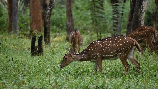 A herd of spotted deer in Bandipur with trees and grass in view
