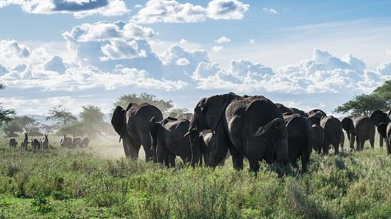 elephant herd in Nilgiri Biosphere Reserve