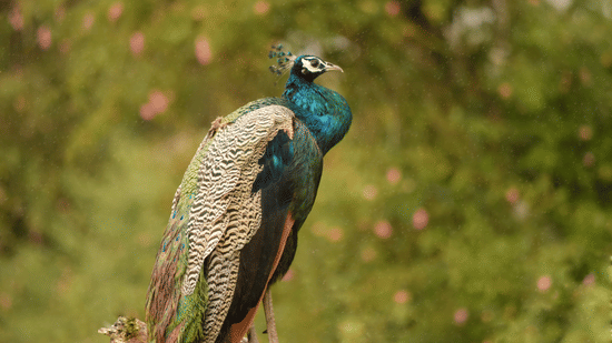 An Indian peacock with vibrant blue-green plumage perched on a tree branch facing right.