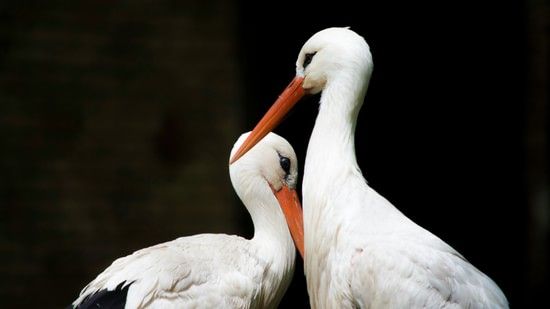 Two white storks stand close together, with one slightly turning its head.