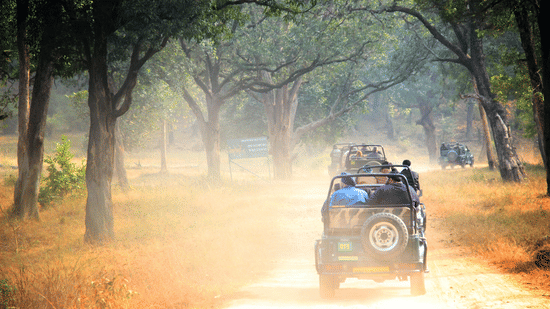 A safari vehicle driving along a forest road with trees on both sides, sunlight filtering through, and dust visible behind the vehicle.