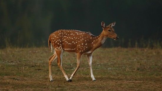A solitary spotted deer in Bandipur looking in a different direction to the camera