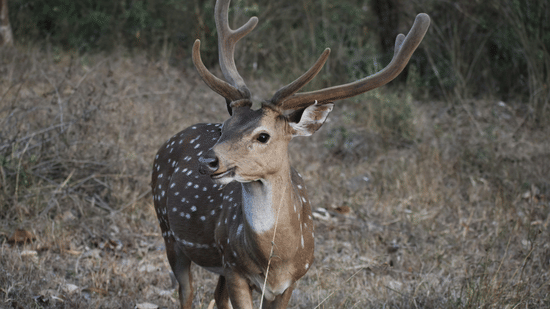 A male spotted deer with large antlers stands in a wooded area.