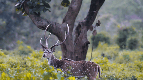 A spotted deer stag with prominent antlers standing alert amid lush undergrowth, framed by tall trees and soft forest light.