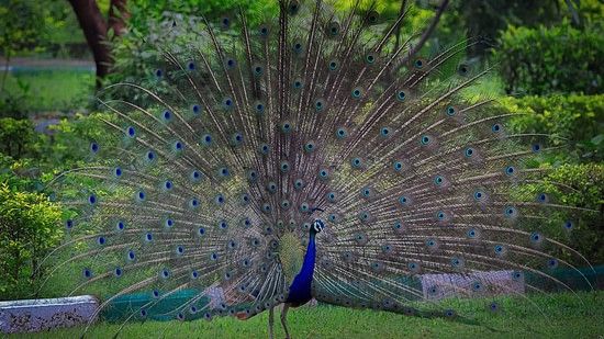 a peacock dancing in the rain