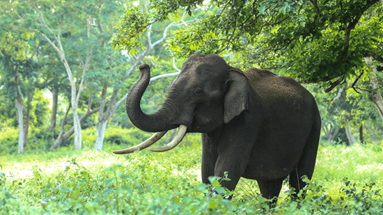 A wild elephant walking through dense green forest vegetation, showing its natural habitat with trees, shrubs, and filtered sunlight.