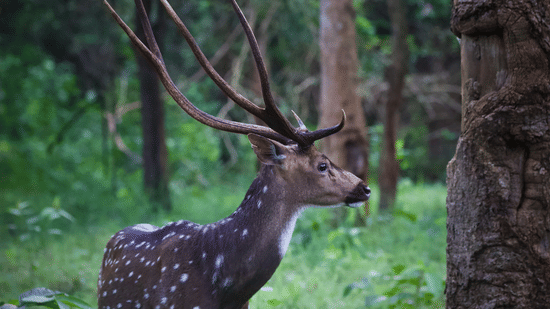 A close up shot of a deer looking away from the carema in kabini forest.