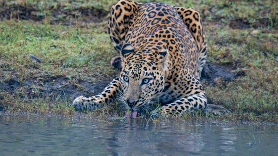 A closeup shot of a leopard drinking water from the Kabini lake.
