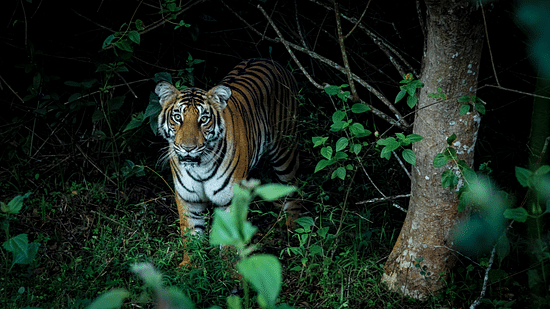 A close up shot of a tiger in between the woods - The Serai Kabini