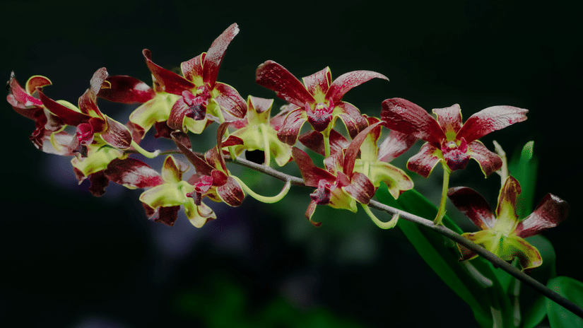 Cluster of colourful orchids with pink, yellow and green petals blooming on a stem against a dark background