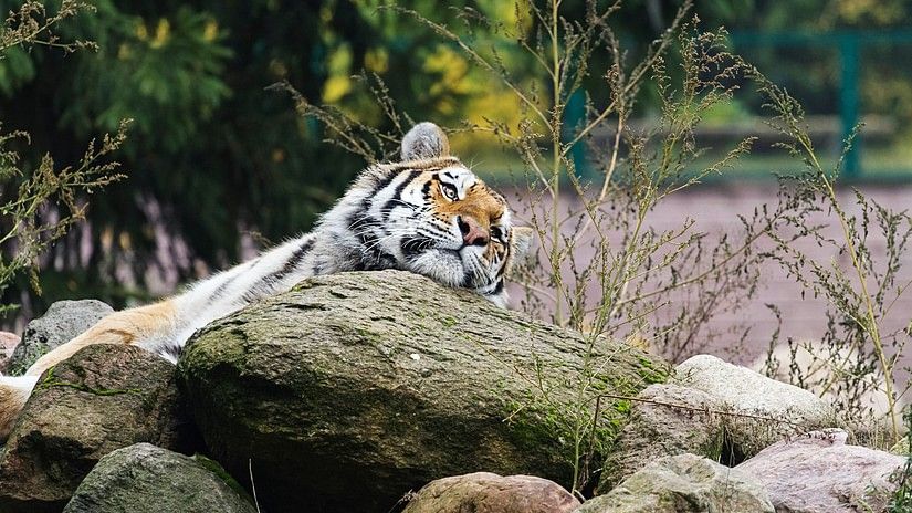 a royal bengal tiger captured resting its face on a pile of rocks during daytime