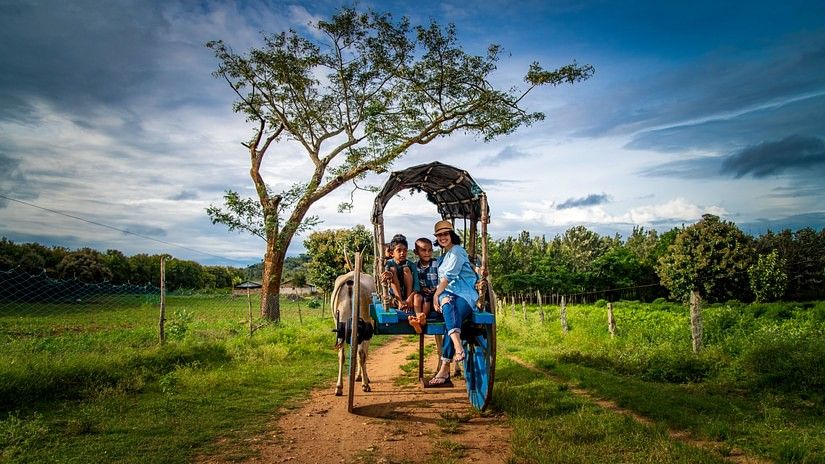 Image of people riding on bullock cart surrounded by lush greenery. surr