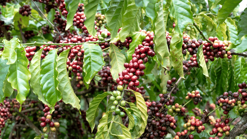 A close up of red coffee cherries hanging from a tree branch.