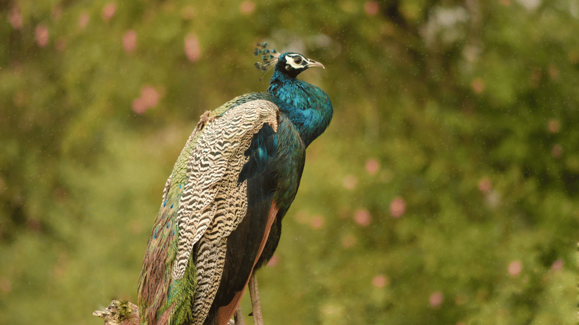 An Indian peacock with vibrant blue-green plumage perched on a tree branch facing right.