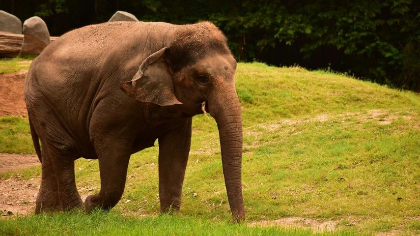 An elephant walking across a grassy patch, with a green forested area in the background.