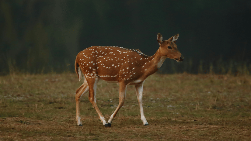 A solitary spotted deer in Bandipur looking away from the camera while walking on a green land.