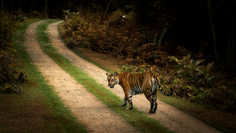 An adult tiger walks across a winding, unpaved dirt path lined with grass and dense tropical foliage, turning its head to look back over its shoulder.