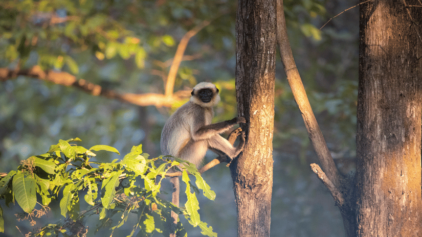 A small gray langur monkey sitting on a tree branch, gripping the trunk with its hands and looking toward the left amid green foliage and forest trees.