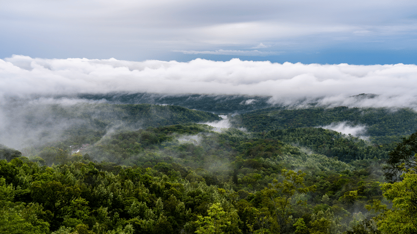 Lush mountains with slopes enveloped by fog in Chikmagalur