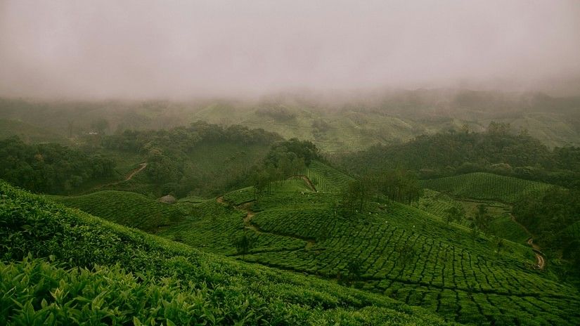 An overview of a tea estate in a rolling hill with fog cover all over the estate.
