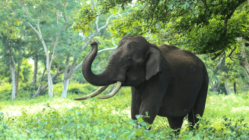 A wild elephant walking through dense green forest vegetation, showing its natural habitat with trees, shrubs, and filtered sunlight.