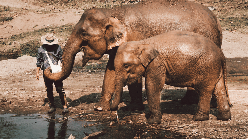 A person wearing a hat stands near 2 elephants at the edge of a shallow water area, with one elephant reaching its trunk toward the person and the other standing beside.
