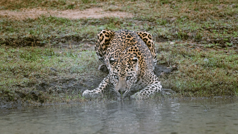 A leopard drinking water from a water body in a forest.