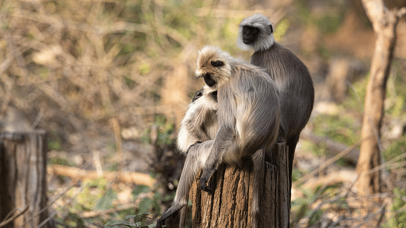 monkeys in kabini
