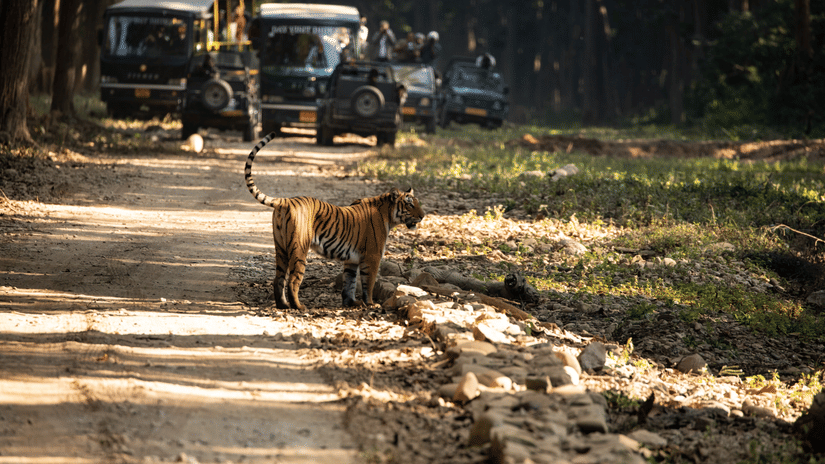 A tiger walking across a dirt road in a forest area with 2 safari vehicles and people beside them stopped behind the animal.