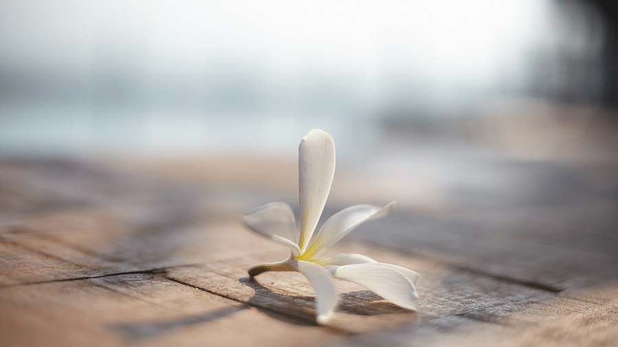 White flower on a wooden table 