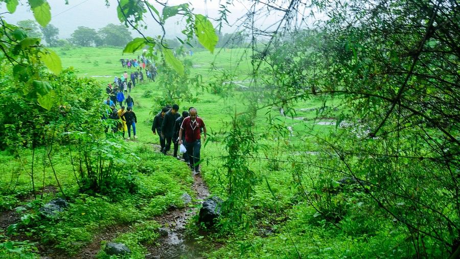 A group of people trekking up a hill, wearing raincoats on a grassland near a forest