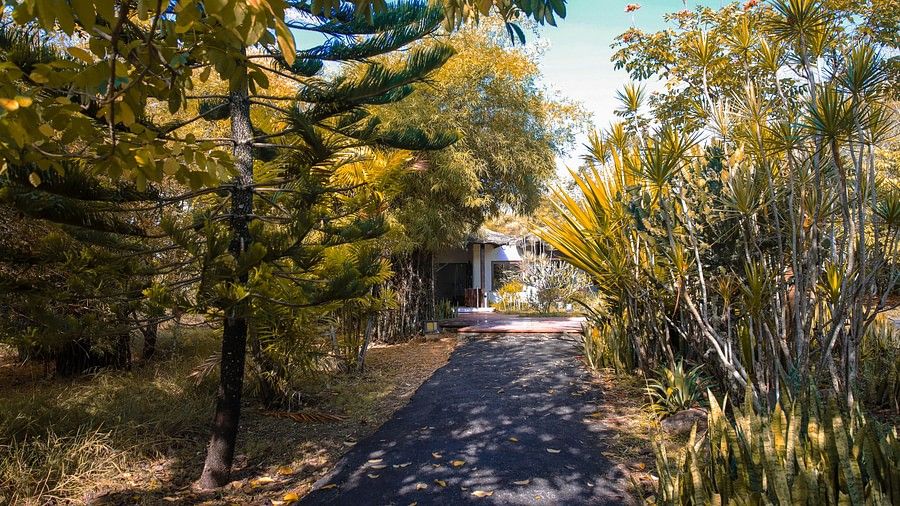 a narrow road lined with tall grass and trees