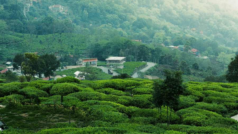 Full view of a lush green coffee plantation field with a thin road and a few settlements around it.