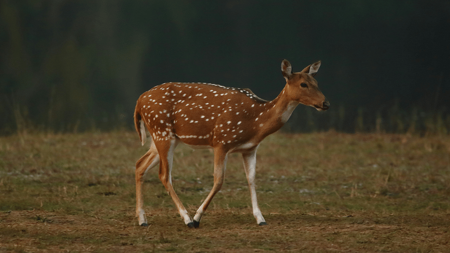 A solitary spotted deer in Bandipur looking in a different direction to the camera.