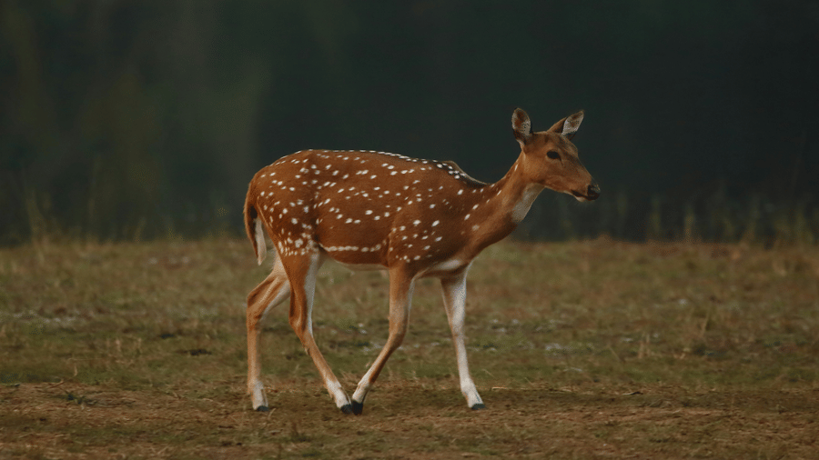 A solitary spotted deer in Bandipur looking away from the camera while walking on a green land.