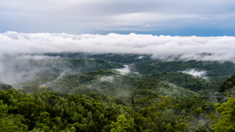 Lush mountains with slopes enveloped by fog in Chikmagalur