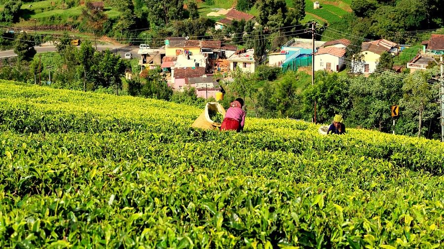 A image of workers in a tea plantation