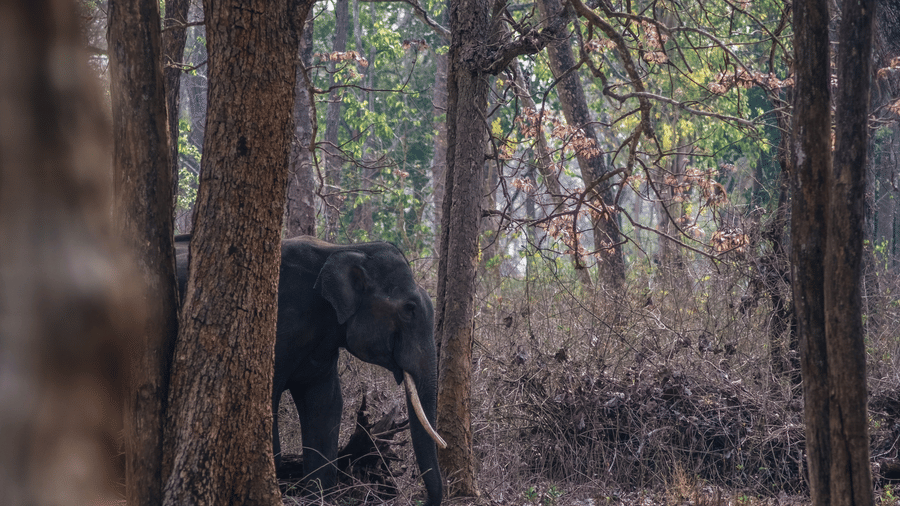 An elephant walking through a wooded forest area, partially visible between tree trunks, with dry leaves on the ground and dense vegetation in the background.