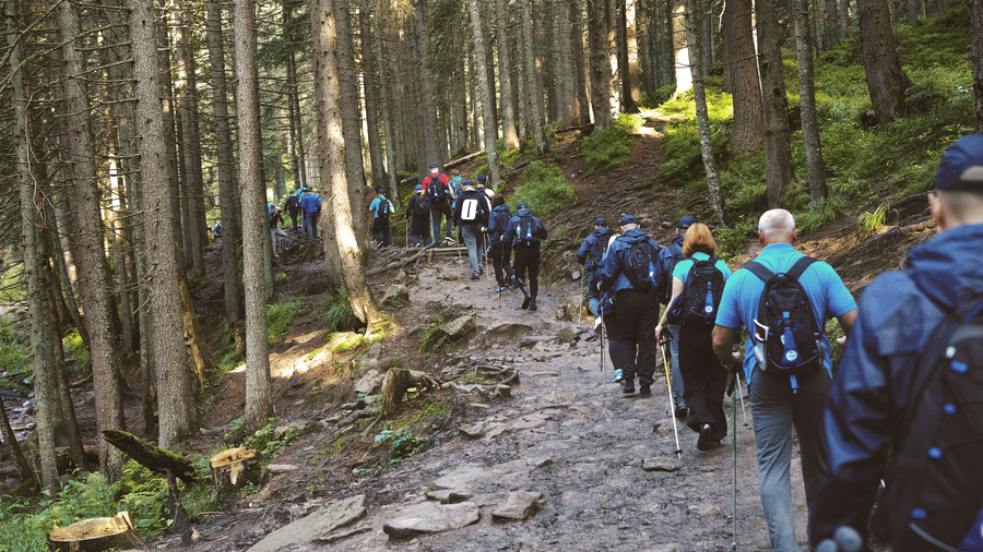  A group of people with backpacks are hiking a steep, muddy trail through a dense forest with tall trees.