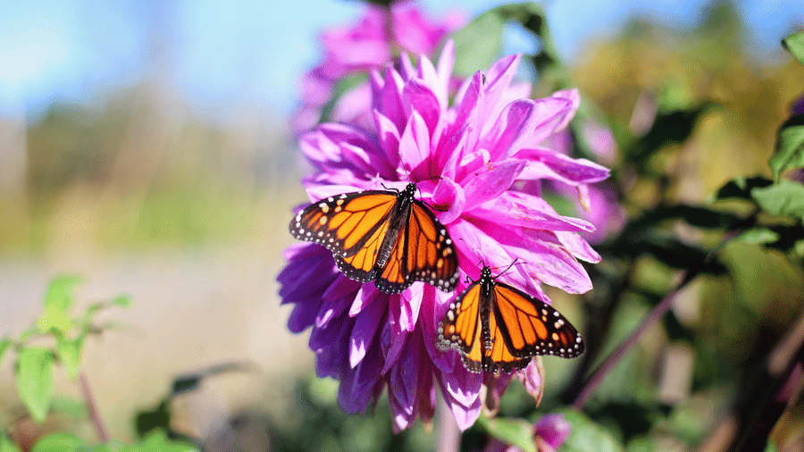 2 vibrant orange monarch butterflies resting on a bright pink flower in full bloom, surrounded by green foliage under clear blue skies
