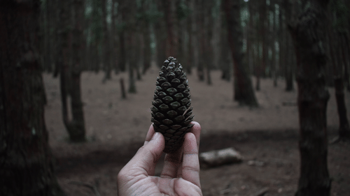a person holding a pinecone in front of a pine forest in Kodaikanal