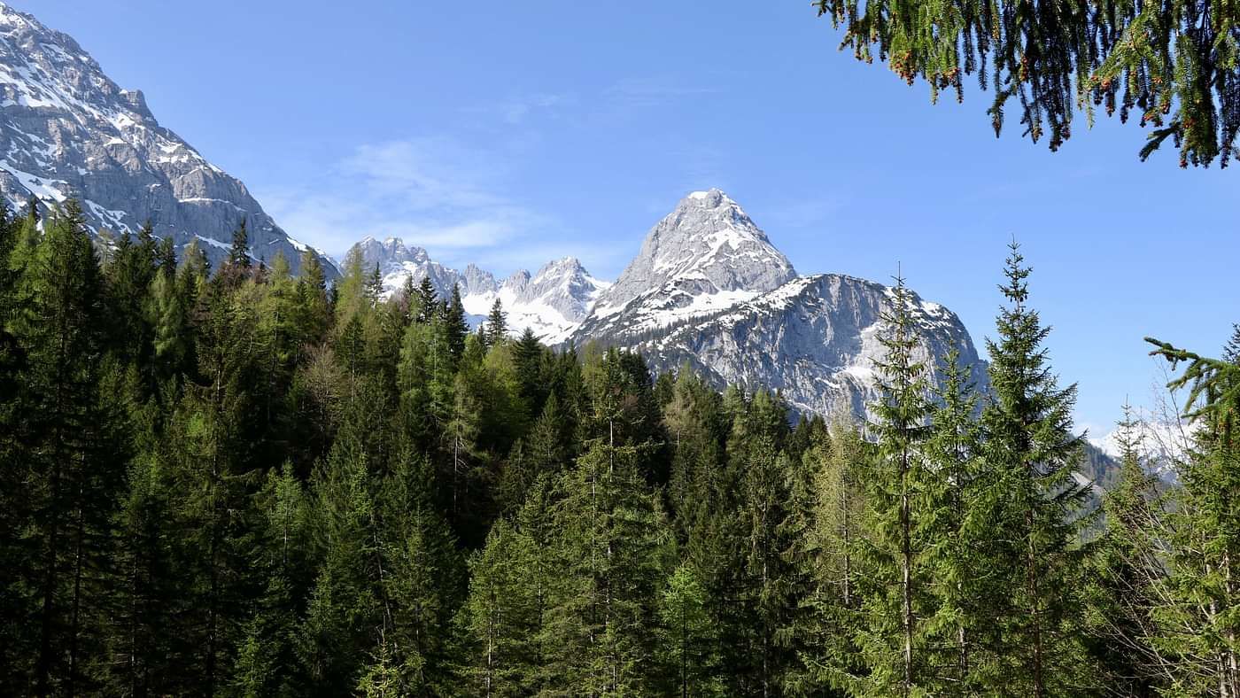 A scenic mountain landscape with snow-capped peaks in the distance, contrasted by a dense forest of evergreen trees in the foreground under a clear, blue sky with some wispy clouds.