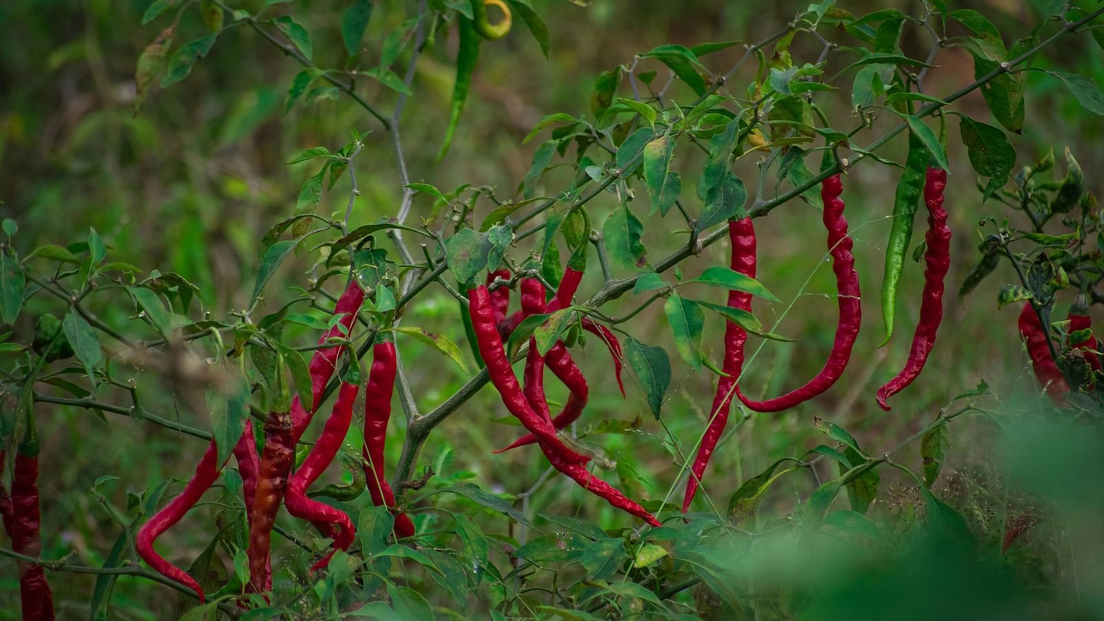 A shot of chillies hanging of the tree.