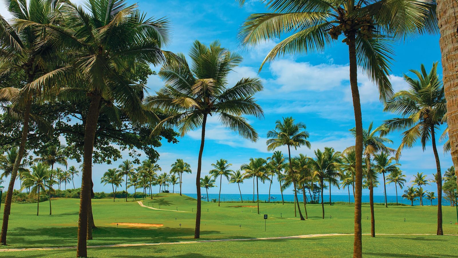 overview of the lawn area with many coconut trees on it - Caravela Beach Resort Goa